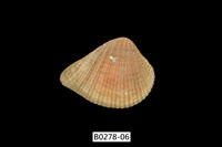 藏品(歪簾蛤)的圖片